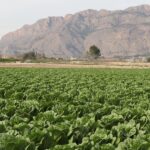 ¿Quién cultiva nuestro Jardín?