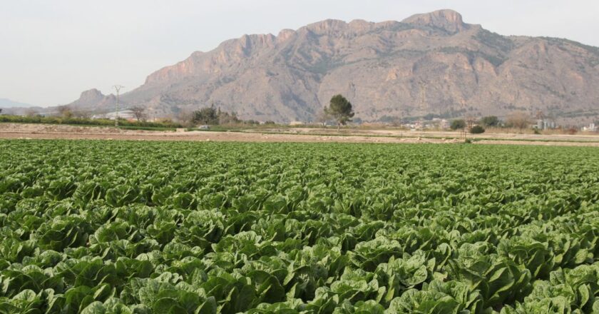 ¿Quién cultiva nuestro Jardín?
